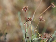 Lotus dorycnium