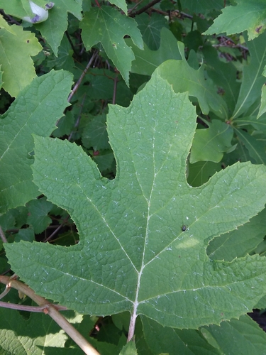 Hydrangea quercifolia
