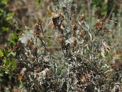 Staehelina dubia, photograph (c) Louis Aureglia, some rights reserved (CC BY)