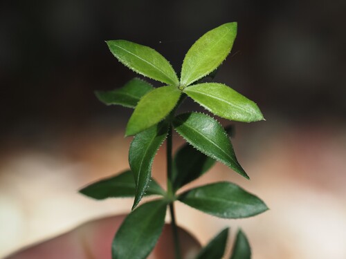 Rubia peregrina, photograph 4