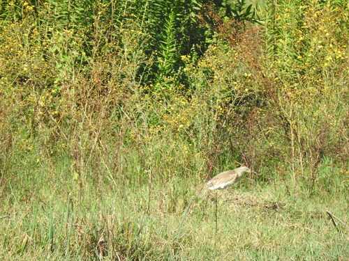 iNaturalist: (c) Лариса Некрасова, some rights reserved (CC BY-NC), uploaded by Лариса Некрасова iNaturalist image