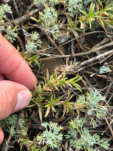 Cerastium arvense
