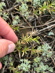 Cerastium arvense