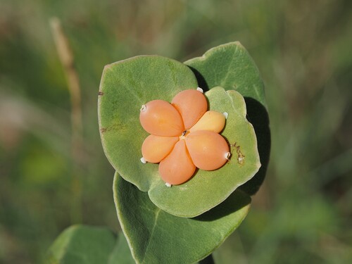 Lonicera implexa, photograph 1