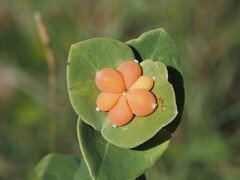 Lonicera implexa, photograph (c) Louis Aureglia, some rights reserved (CC BY)