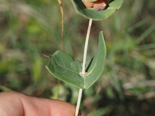 Lonicera implexa