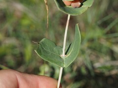 Lonicera implexa