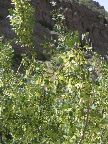 Acer monspessulanum