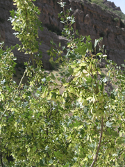 Smallleaf Maple (Acer microphyllum)
