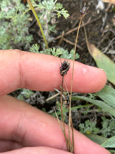 Carex obtusata