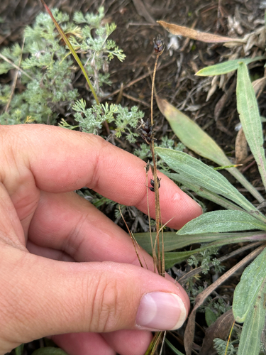 Carex obtusata, photograph 3