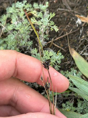 Carex obtusata, photograph 2