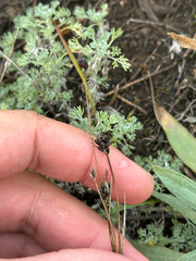 Carex obtusata, photograph author not stated, no rights reserved