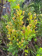 Lyonia fruticosa