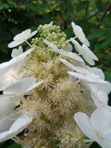 Hydrangea quercifolia