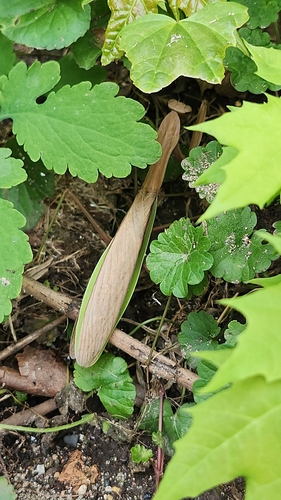 Chinese Mantis