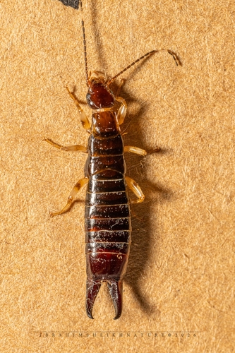 Ring-legged Earwig
