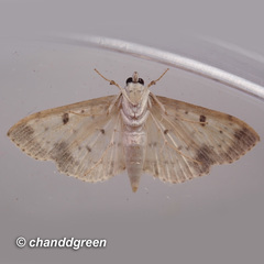 Herpetogramma cynaralis