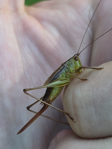Short-winged Meadow Katydid