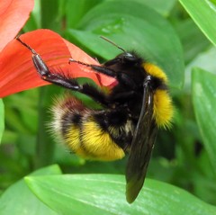 Bombus hortulanus