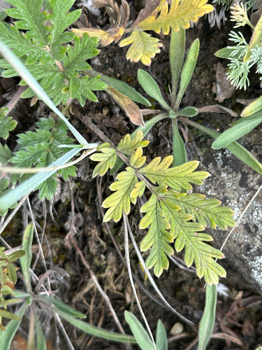 Potentilla pensylvanica, photograph 6