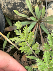 Potentilla pensylvanica, photograph author not stated, no rights reserved