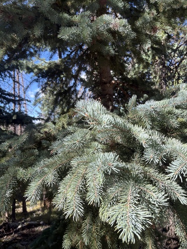 Picea pungens, photograph 2