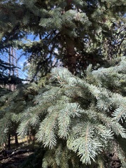 (c) Archer Silverman, some rights reserved (CC BY) Picea pungens, photograph (c) Archer Silverman, some rights reserved (CC BY)