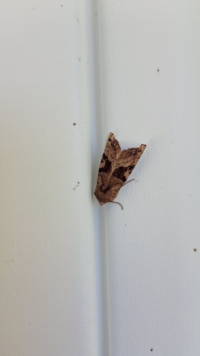 Brown Angle Shades