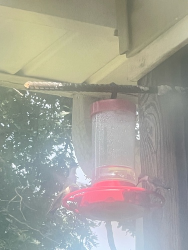 Ruby-throated Hummingbird