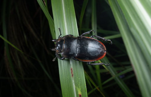 Odontolabis cuvera sinensis