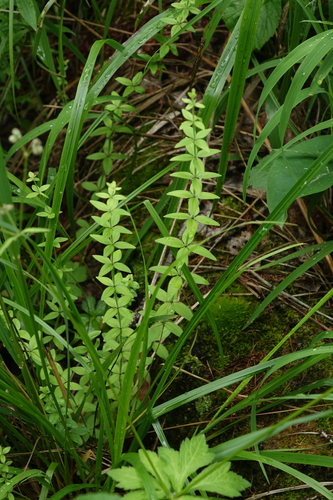 Cruciata glabra