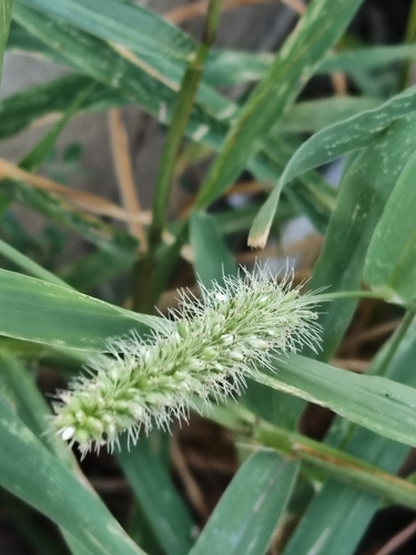 Setaria verticillata, photograph 4