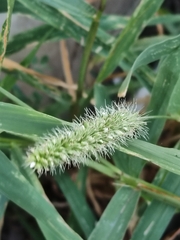 author not stated, no rights reserved Setaria verticillata, photograph author not stated, no rights reserved