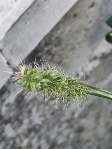 Setaria verticillata, photograph 6