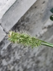 Setaria verticillata, photograph author not stated, no rights reserved
