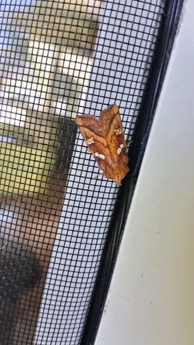Bracken Borer Moth