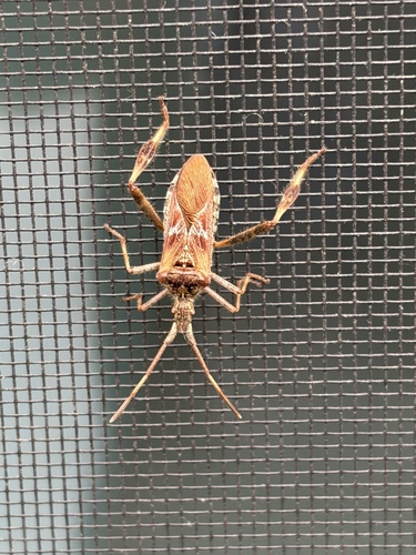 Western Conifer Seed Bug