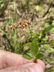 Thaspium trifoliatum trifoliatum