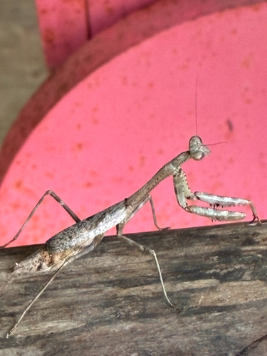 Carolina Mantis