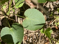 Thaspium trifoliatum trifoliatum