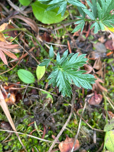 Potentilla drummondii, photograph 4
