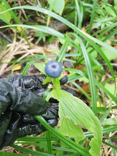 Herb Paris