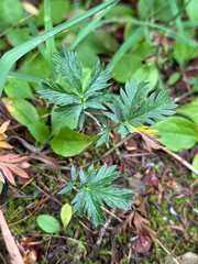 Potentilla drummondii, photograph author not stated, no rights reserved