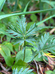 Potentilla drummondii