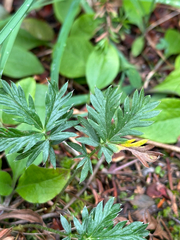 Potentilla drummondii, photograph author not stated, no rights reserved