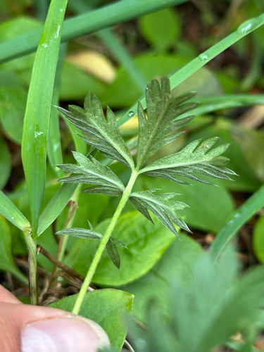 Potentilla drummondii, photograph 5