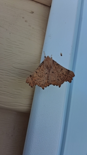 Maple Spanworm Moth
