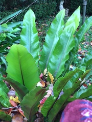 Asplenium australasicum