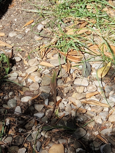 Italian Wall Lizard